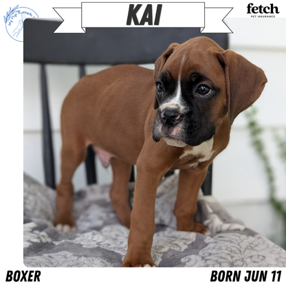 BOXER (JUN 11) MALES