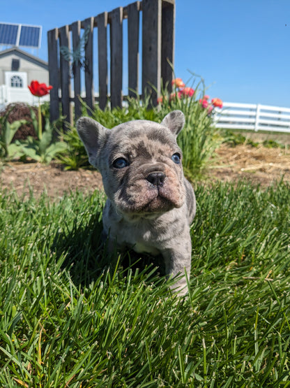 FRENCH BULLDOG (03/15) MALE