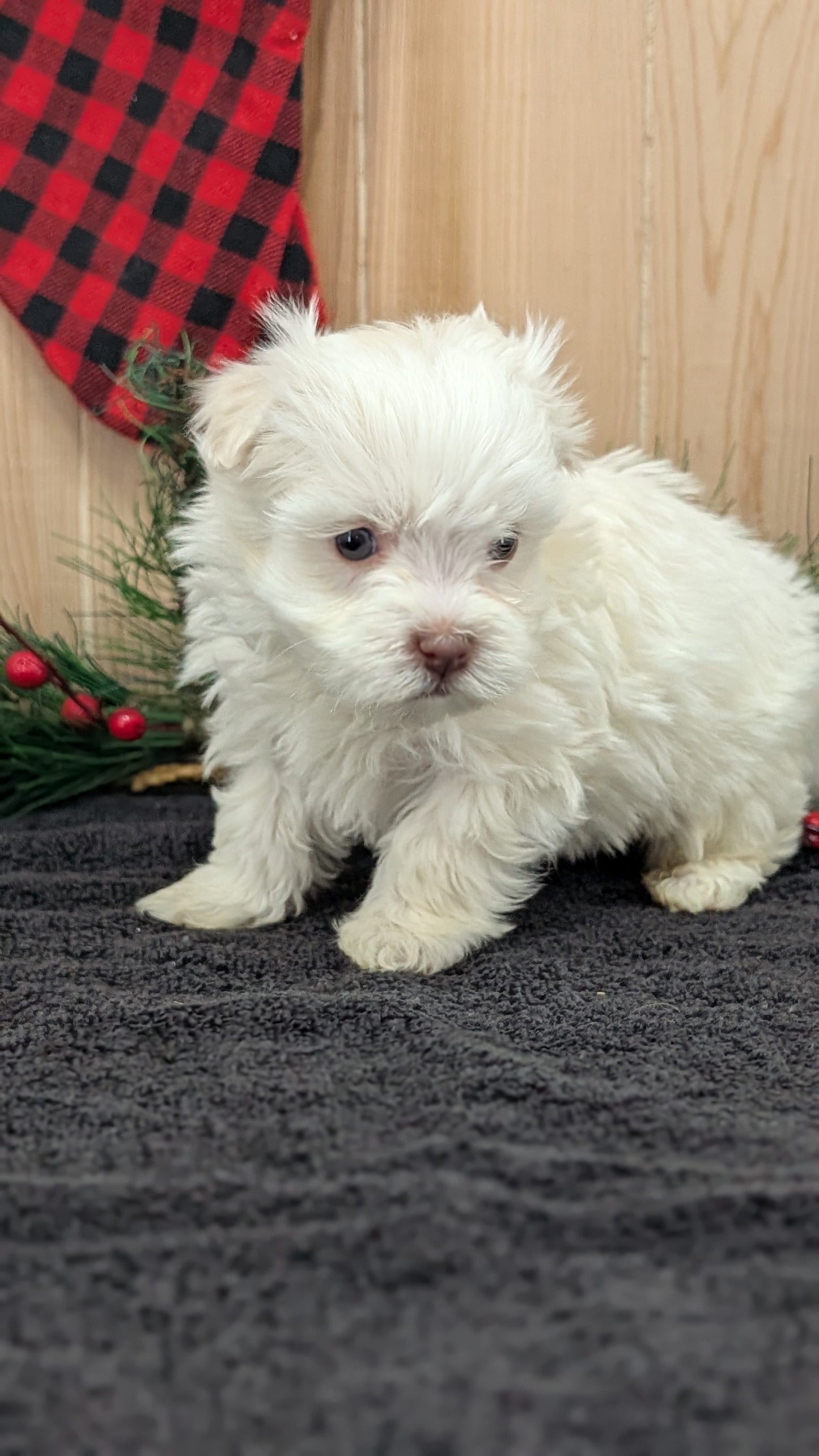 HAVANESE (OCT 25) MALES