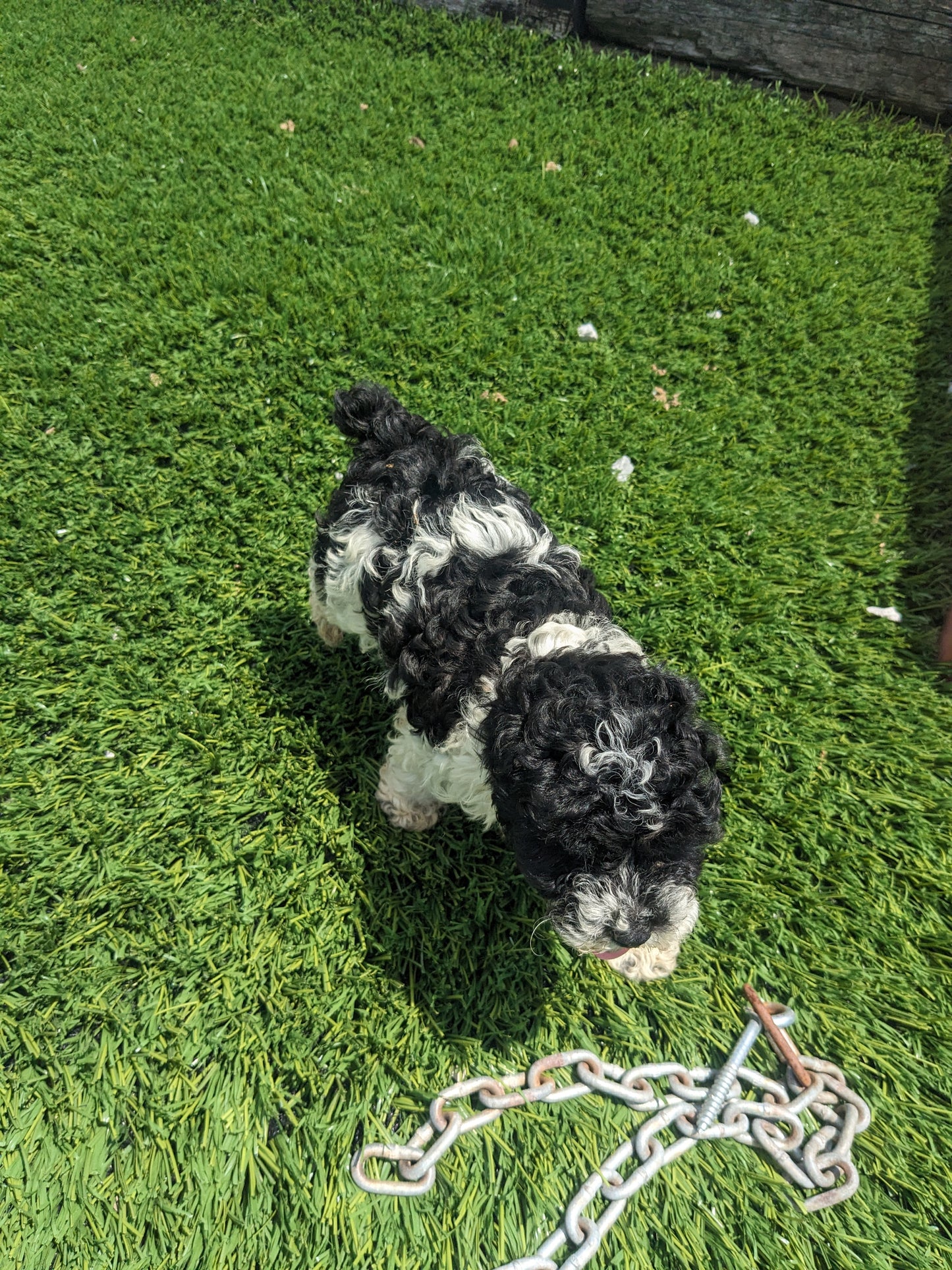 TOY POODLE (03/16) FEMALE
