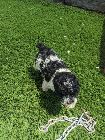 TOY POODLE (03/16) FEMALE