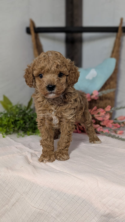 MINI POODLE (DEC 04) MALES