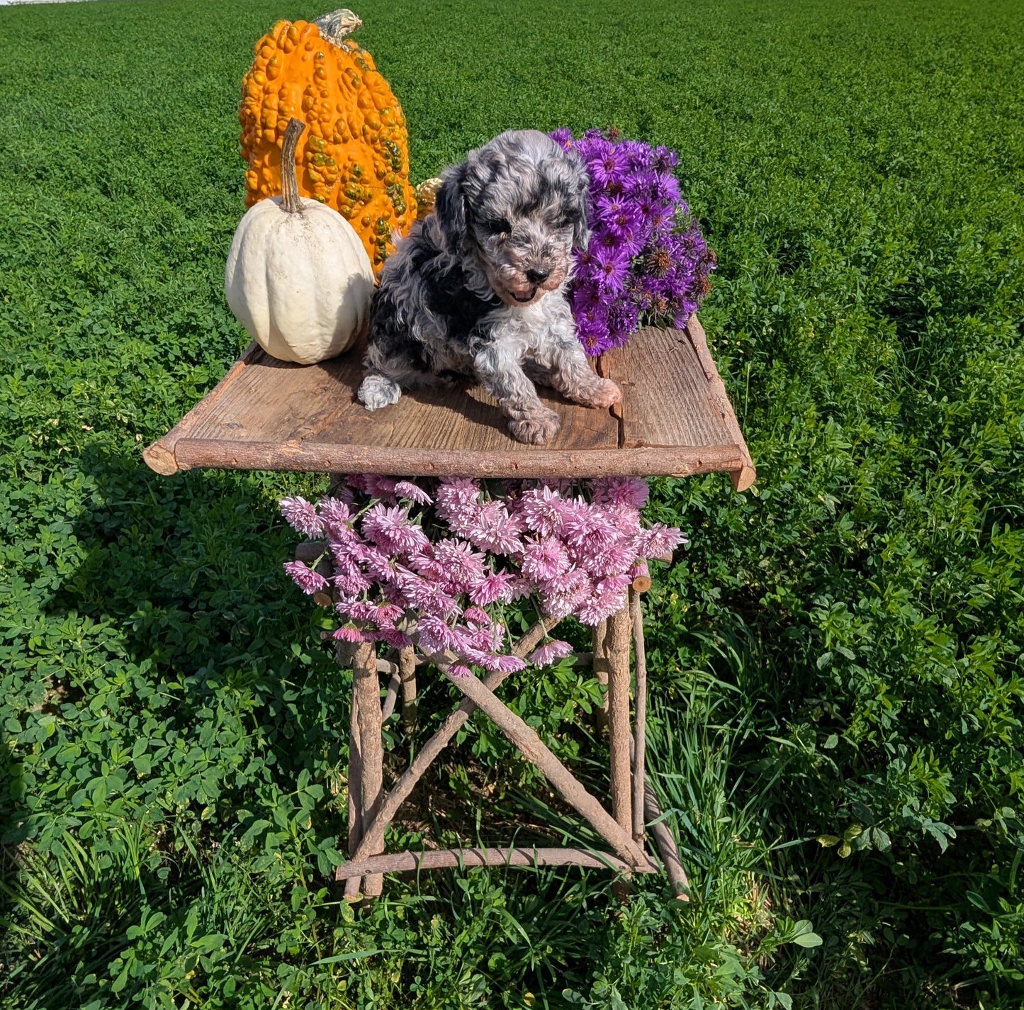 TOY POODLE (08/28) FEMALE