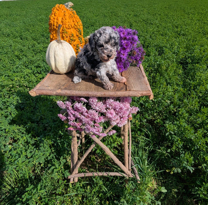 TOY POODLE (08/28) FEMALE