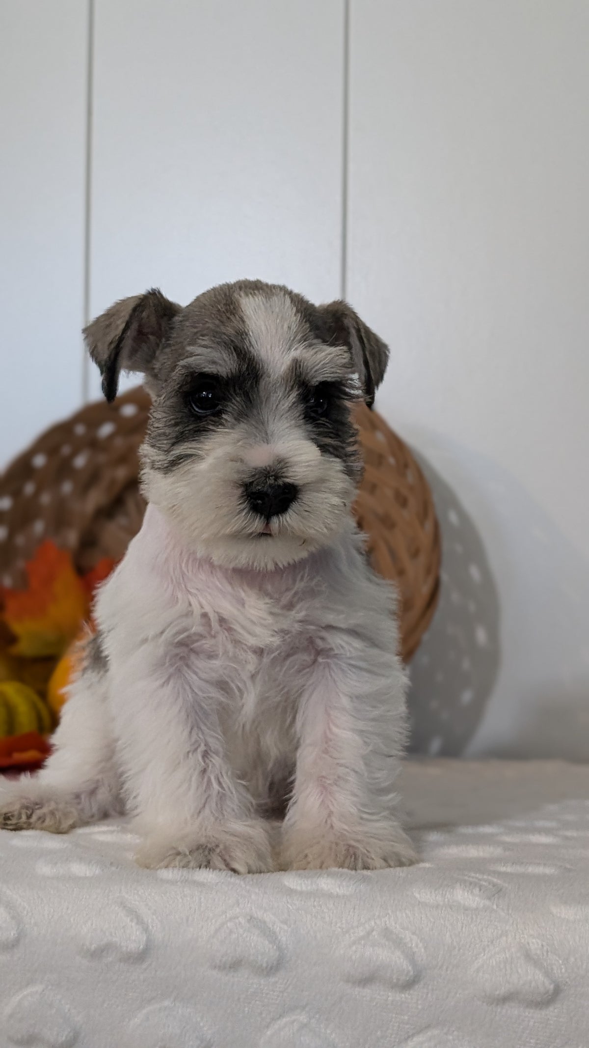 MINI SCHNAUZER (AUG 27) 4 FEMALES/1 MALE
