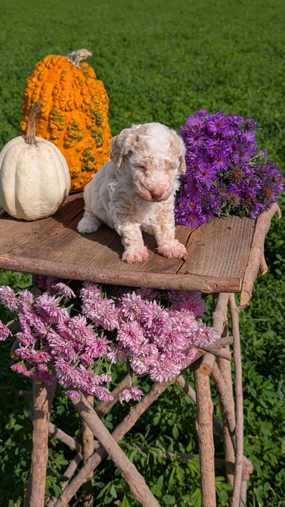 TOY POODLE (08/28) FEMALE