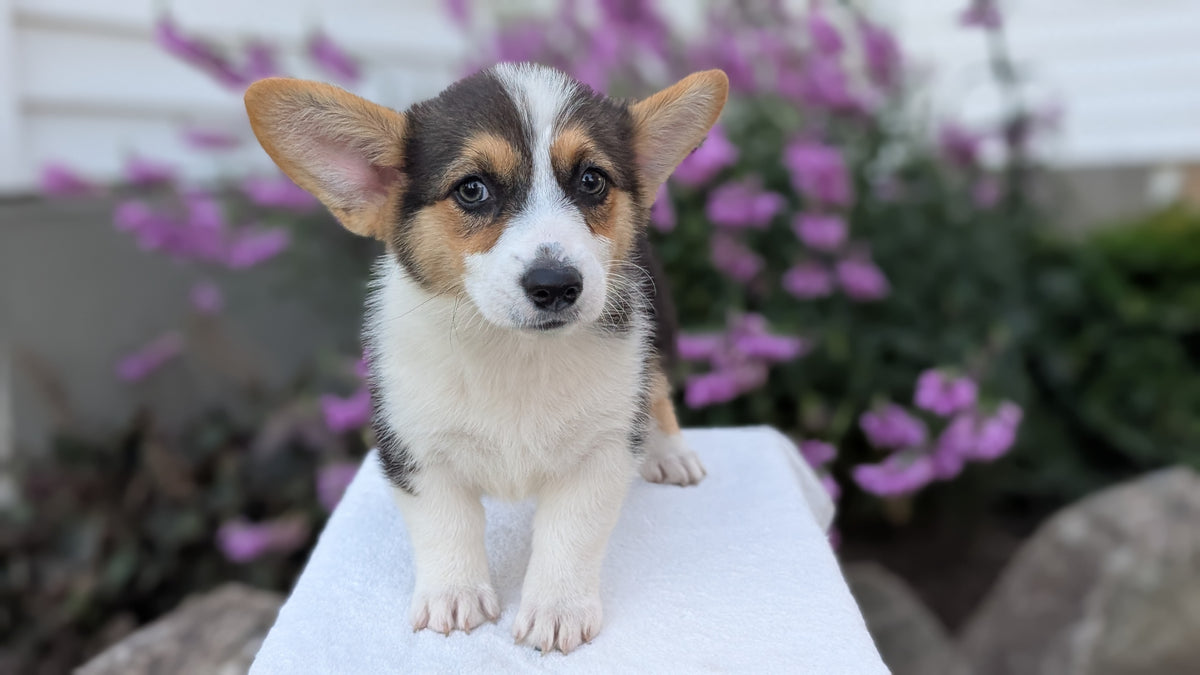 CORGI (JUN 08) FEMALES