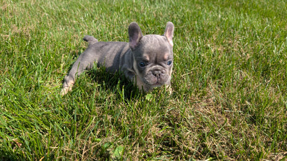FRENCH BULLDOG (06/27) MALE
