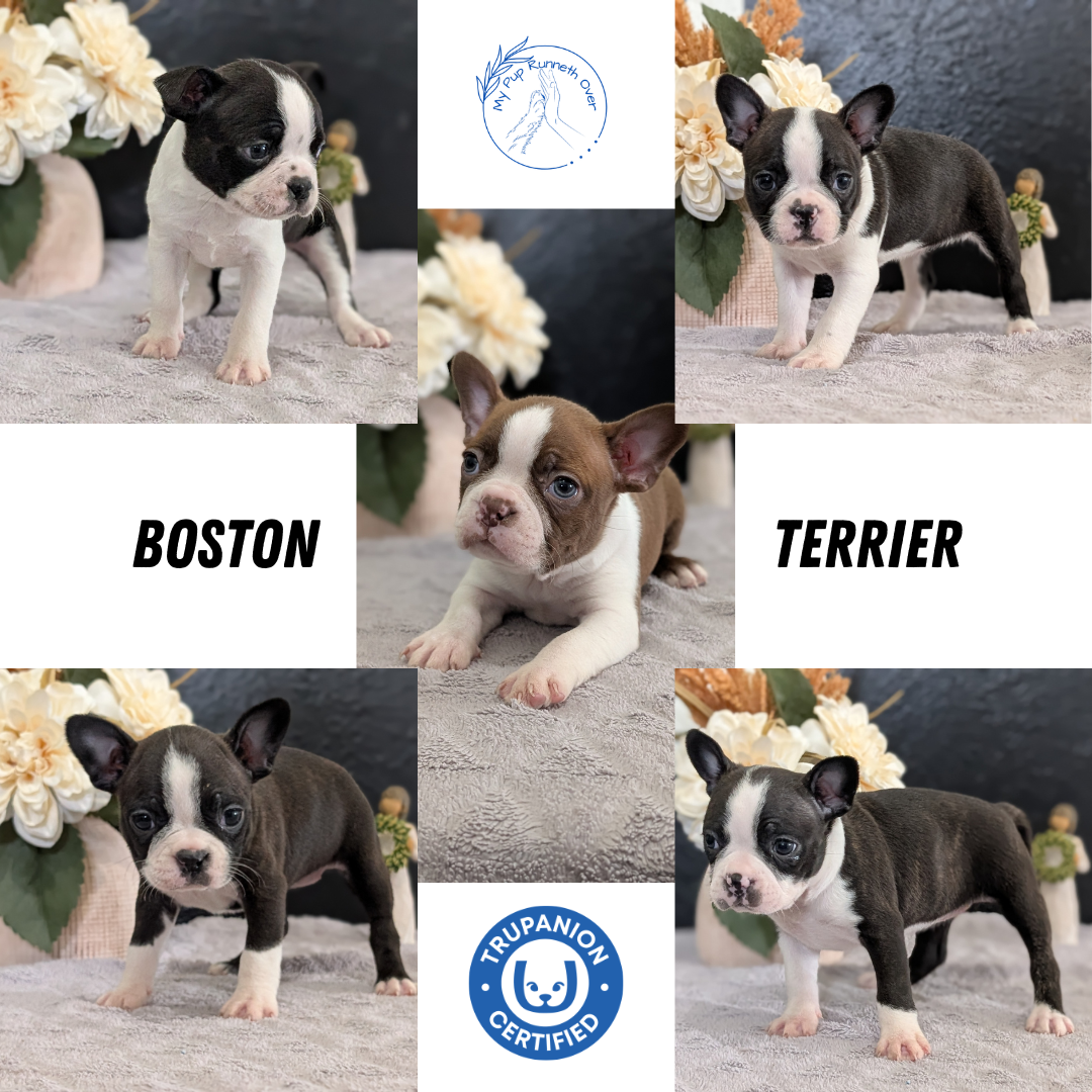 BOSTON TERRIER (FEB 09) MALES