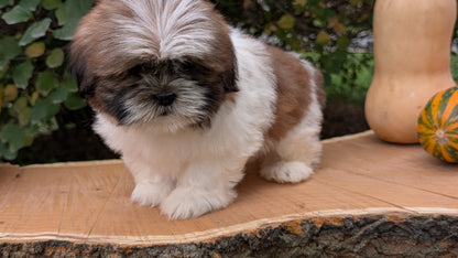 SHIH TZU (08/19) FEMALE