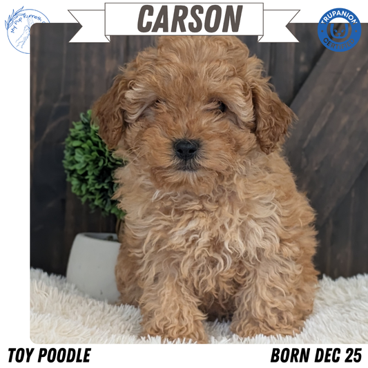TOY POODLE (DEC 25) MALE