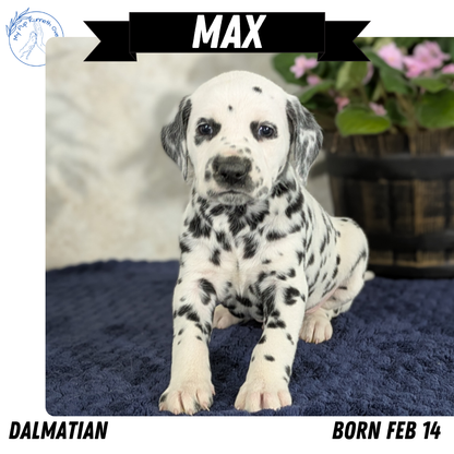 DALMATIAN (02/14) MALE
