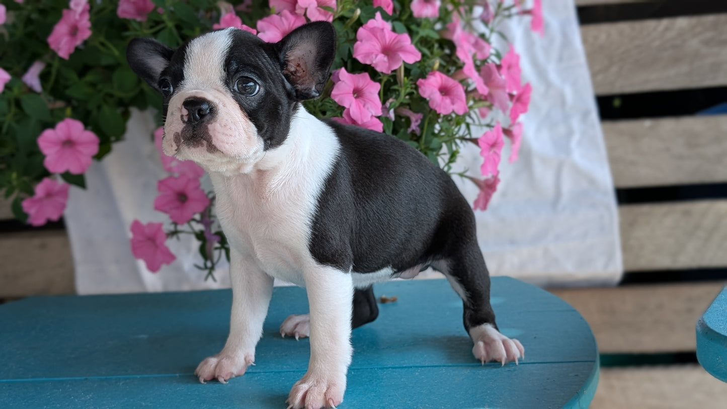BOSTON TERRIER (06/29) FEMALE