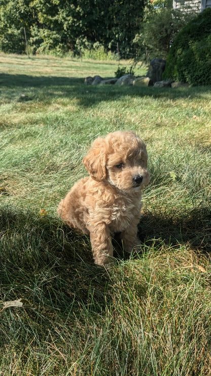TOY POODLE (08/05) MALE