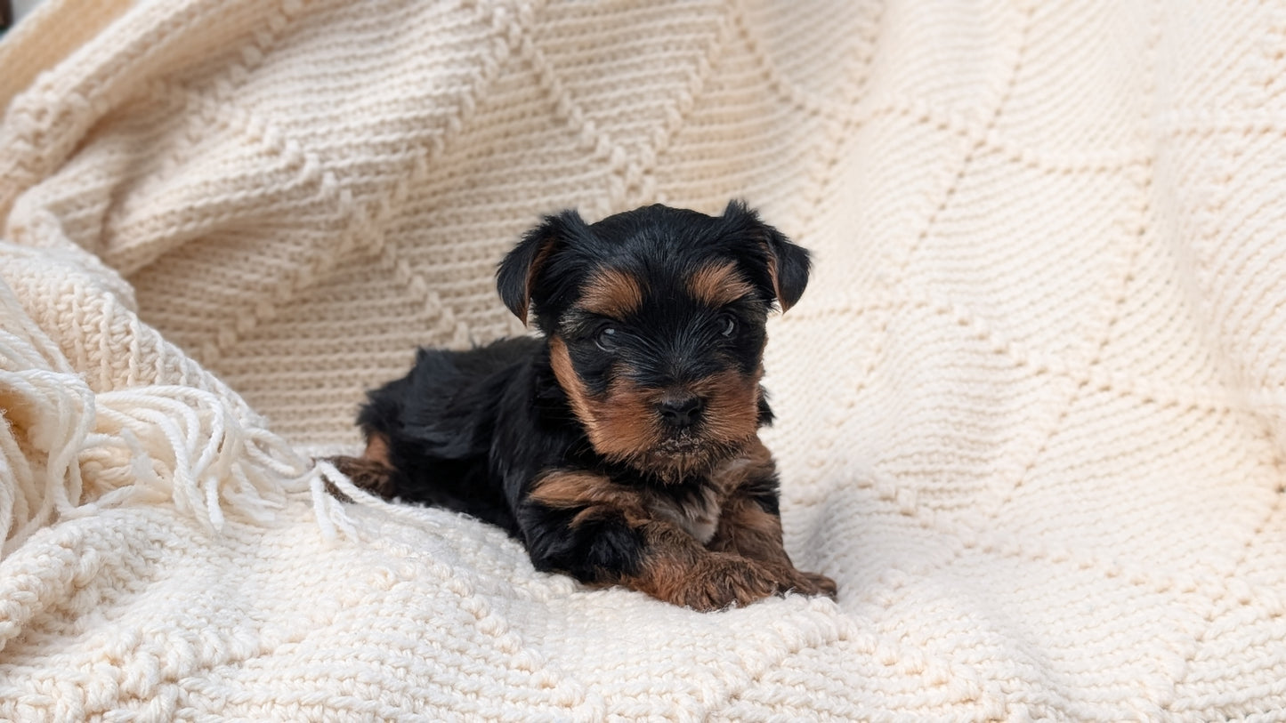 YORKSHIRE TERRIER (JUN 05) MALE