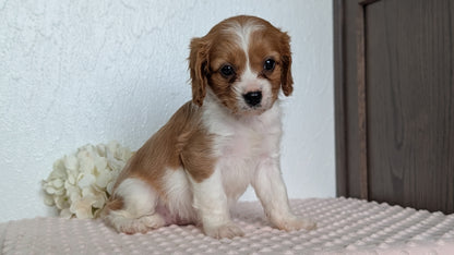 CAVAPOO (APR 02) FEMALE