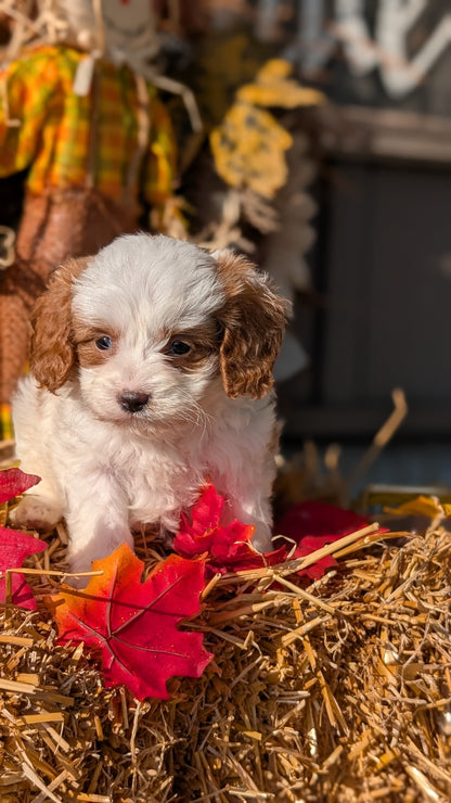 CAVAPOO (07/26) MALE