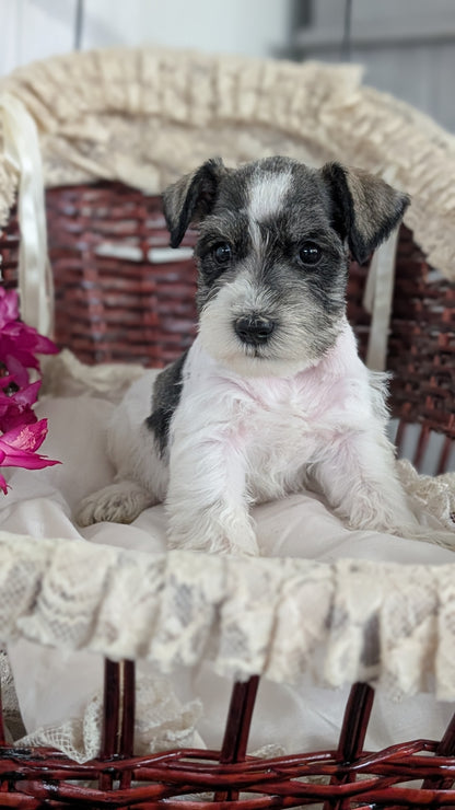 MINI SCHNAUZER (JAN 10) MALES