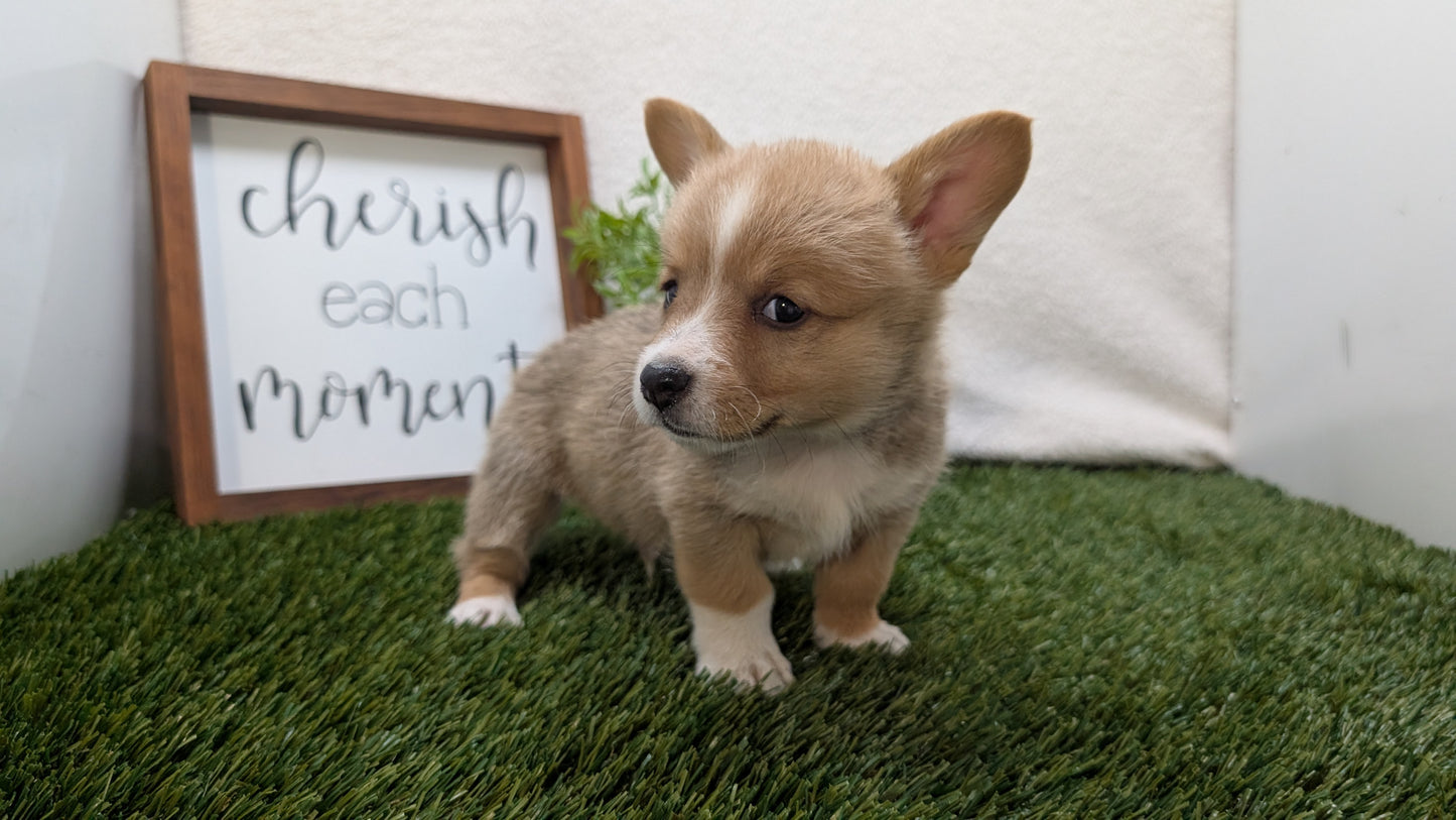 CORGI (07/10) MALE