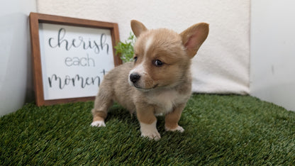 CORGI (07/10) MALE