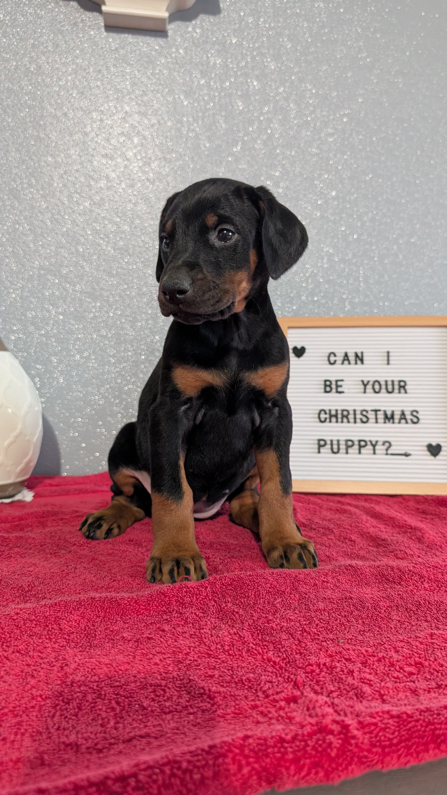 DOBERMAN PINSCHER (OCT 17) FEMALES