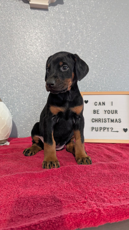 DOBERMAN PINSCHER (OCT 17) FEMALES
