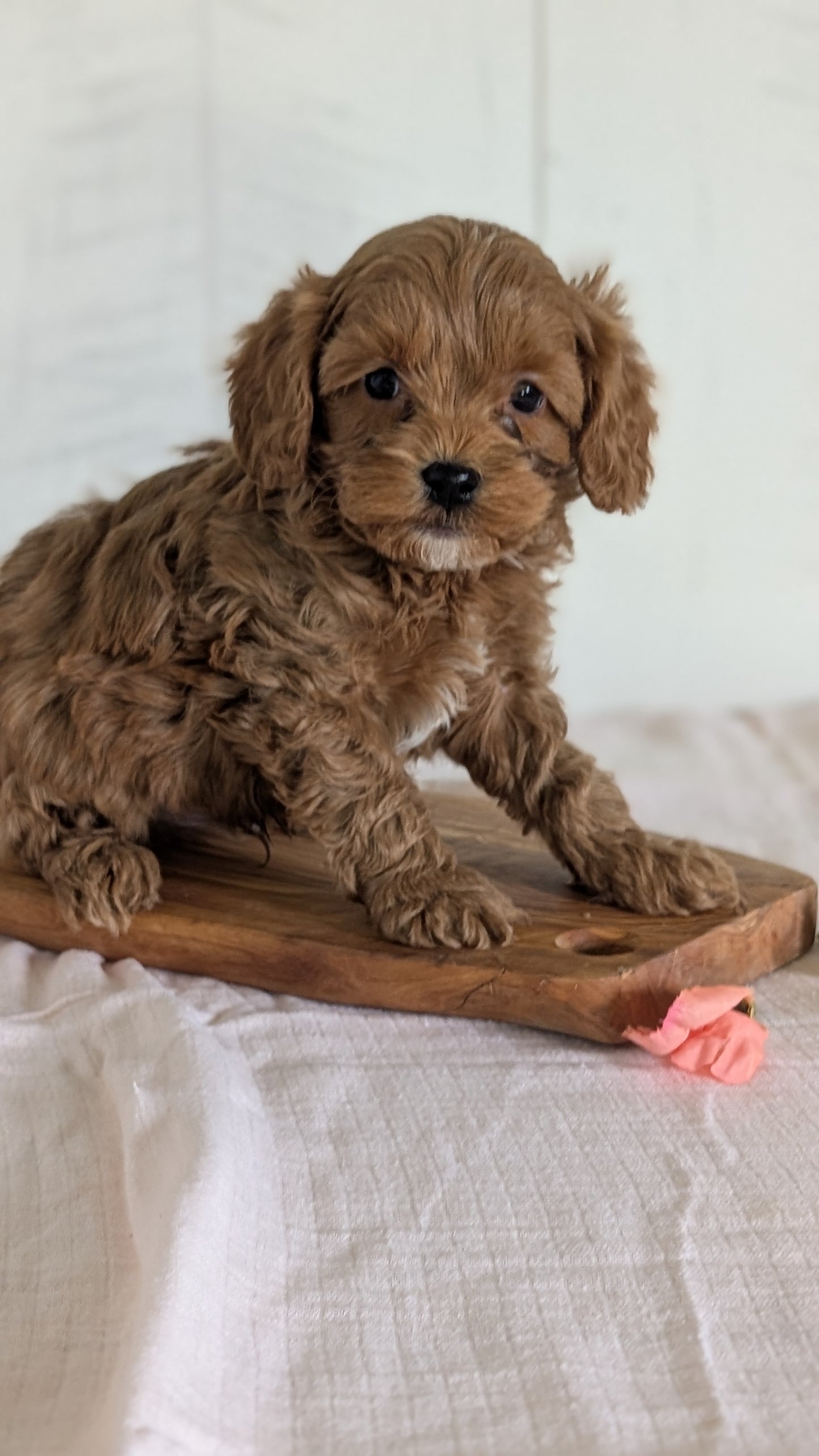 CAVAPOO (FEB 11) MALES