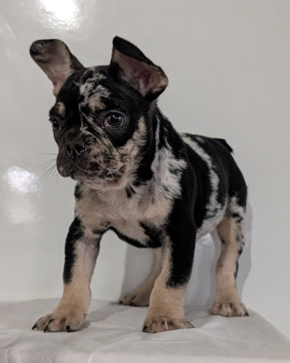 FRENCH BULLDOG (JAN 20) MALE