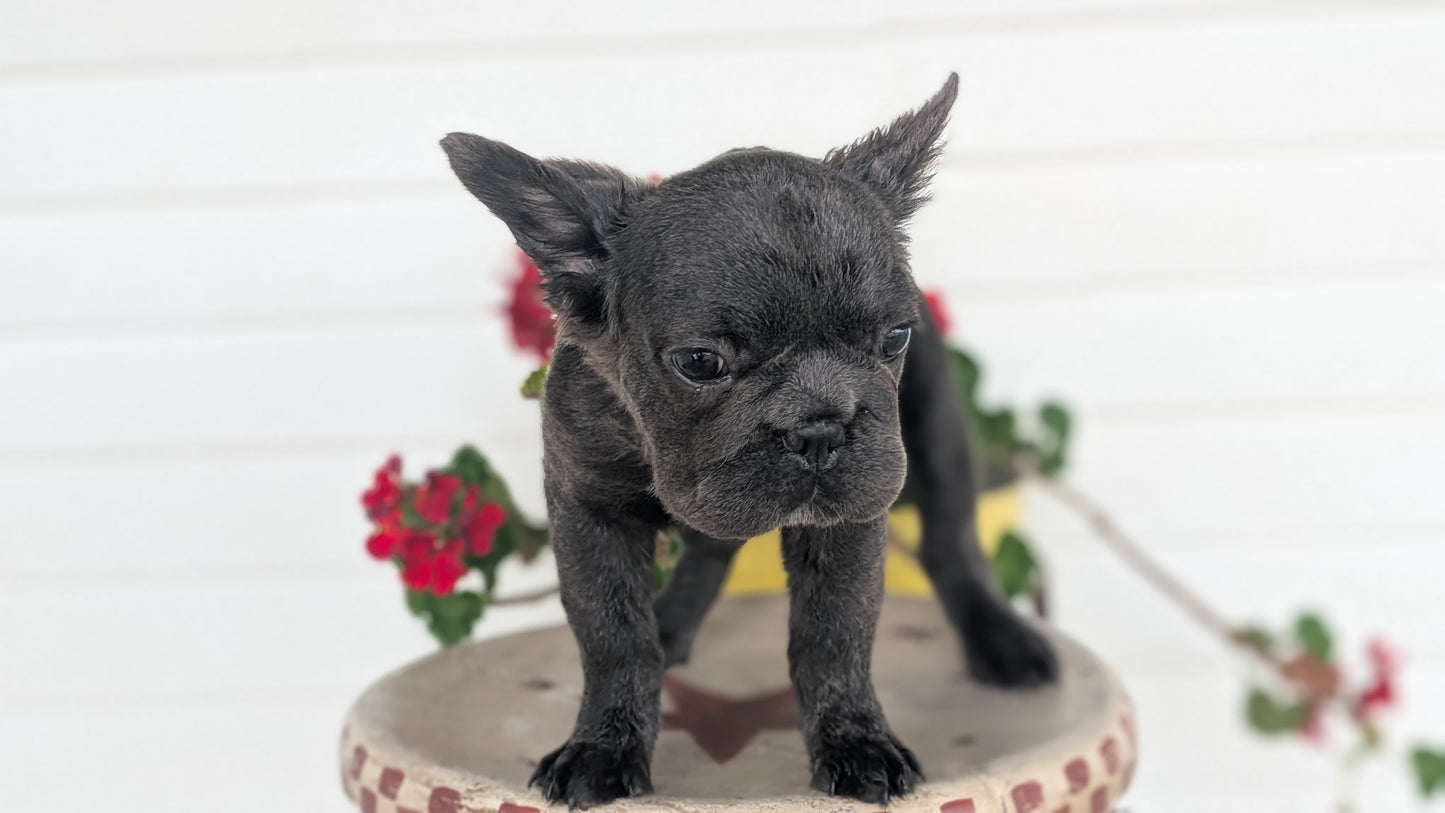 FRENCH BULLDOG (MAR 09) FEMALES