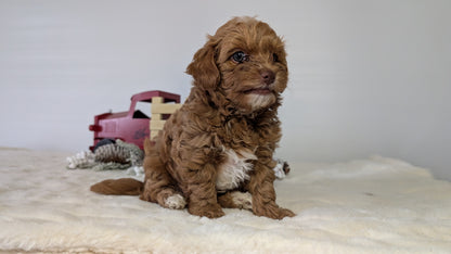 HAVAPOO (NOV 27) MALE