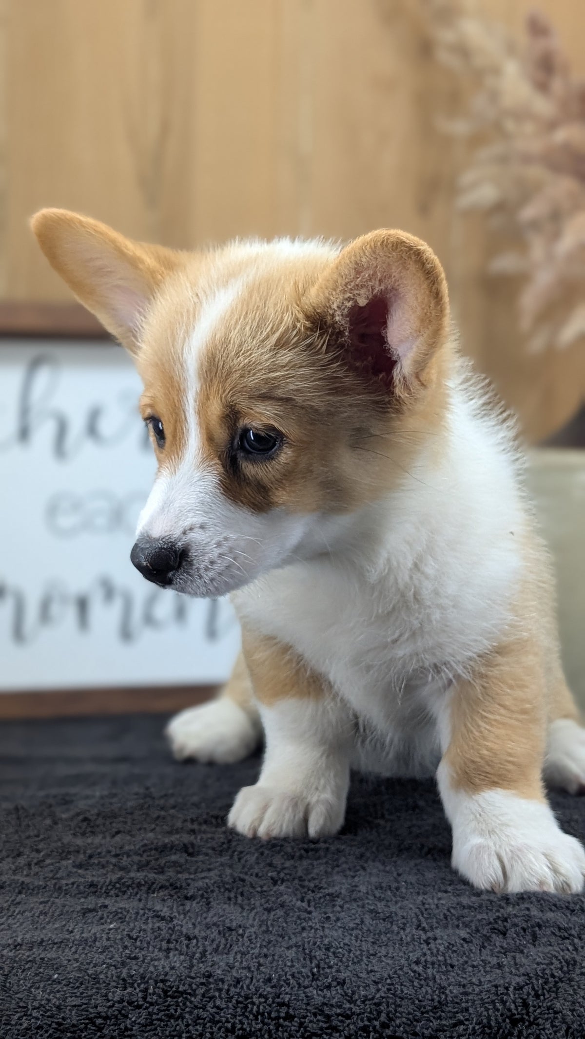 CORGI (JUL 13) 2 FEMALES/3 MALES
