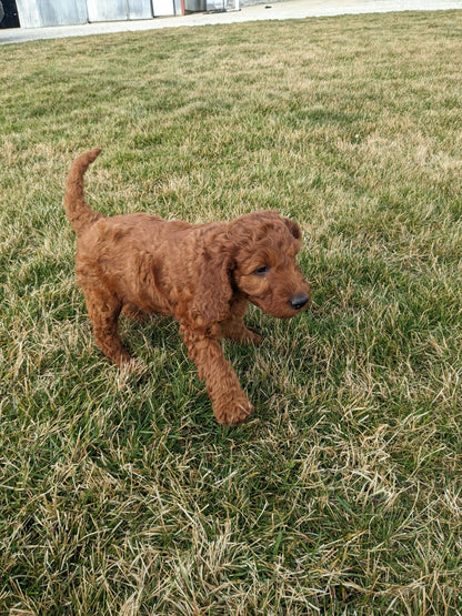 IRISH DOODLE (1/20) MALE