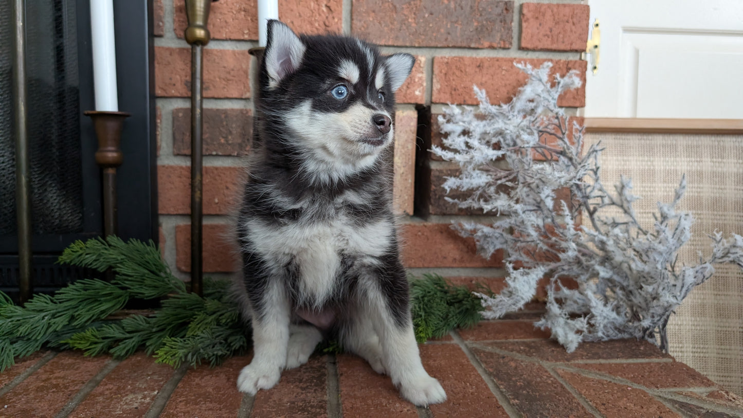 POMSKY (NOV 15) MALE