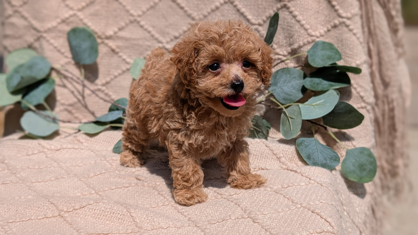 COCKAPOO (05/31) FEMALE