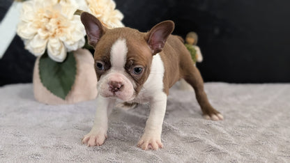 BOSTON TERRIER (FEB 09) MALES