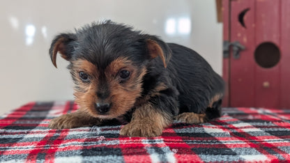 YORKSHIRE TERRIER (DEC 20) MALE