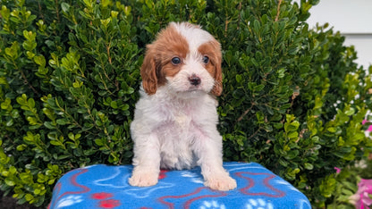 CAVAPOO (MAY 25) FEMALES