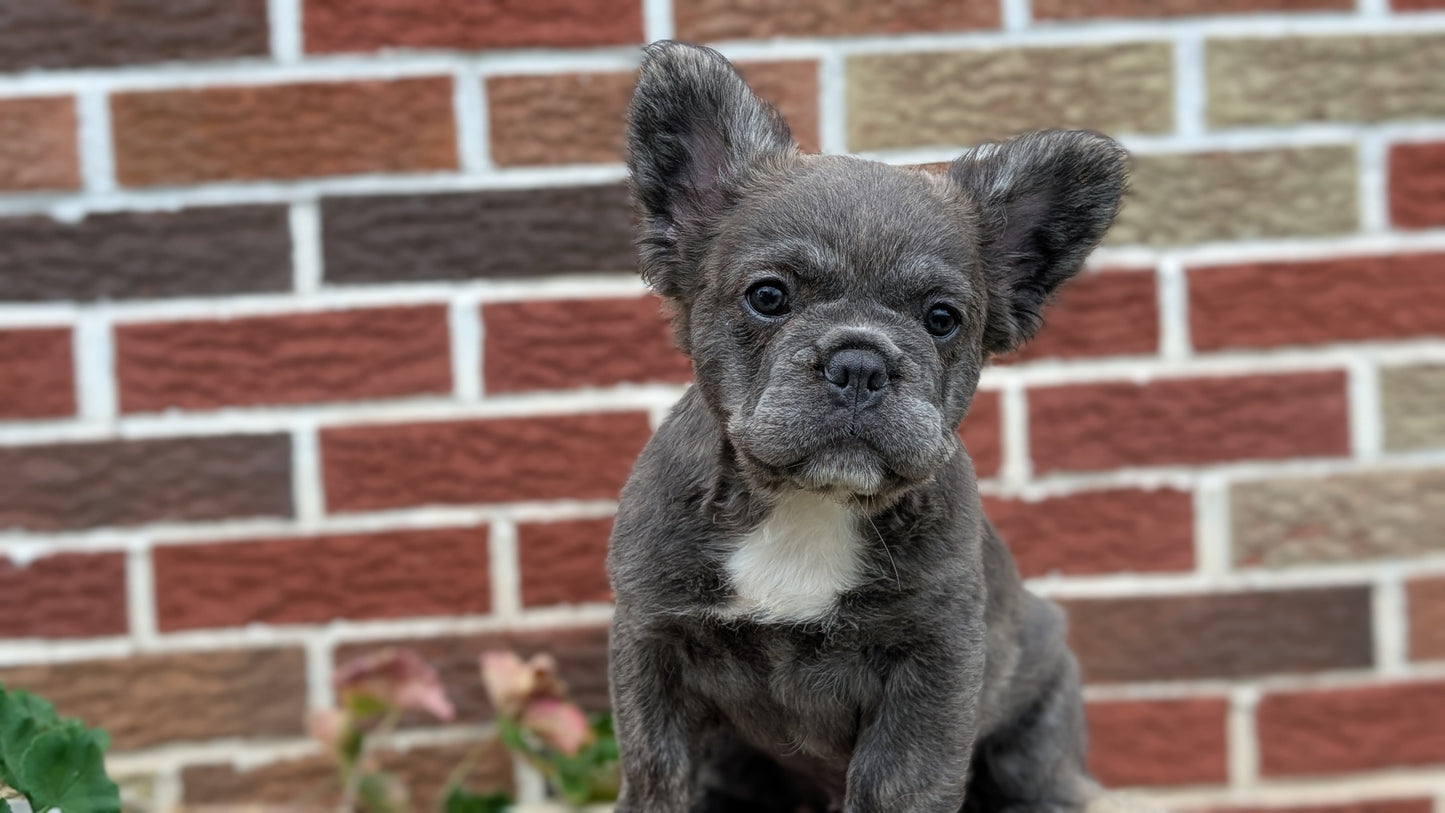 FRENCH BULLDOG (MAR 09) FEMALES