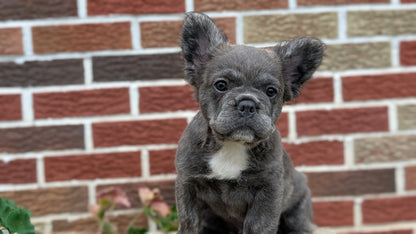 FRENCH BULLDOG (MAR 09) FEMALES