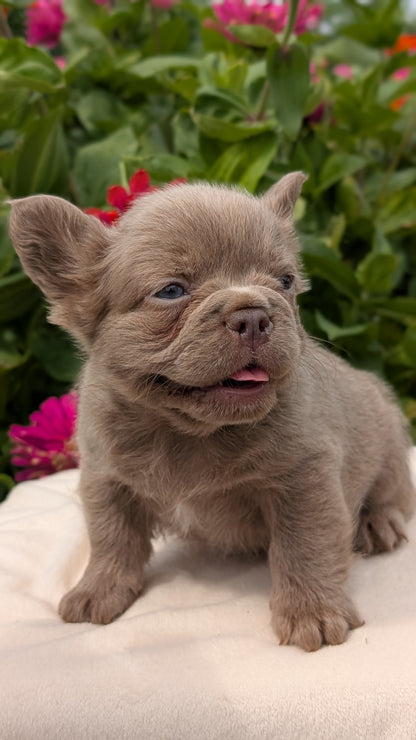 FRENCH BULLDOG (JUN 06) FEMALES