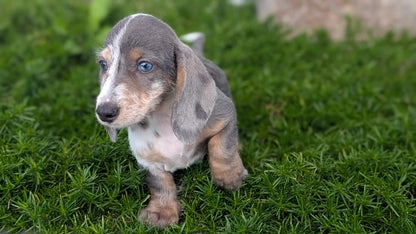 MINI DACHSHUND (JUN 04) FEMALES
