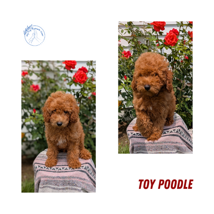 TOY POODLE (05/08) MALE