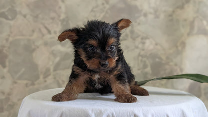 YORKSHIRE TERRIER (APR 26) FEMALES