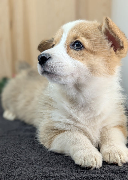 CORGI (09/17) FEMALE