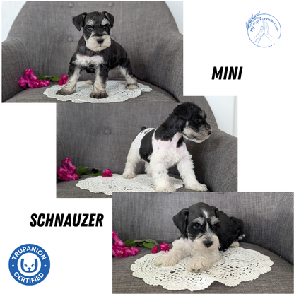 MINI SCHNAUZER (JAN 20) MALES