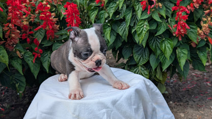 FRENCHTON (06/25) MALE