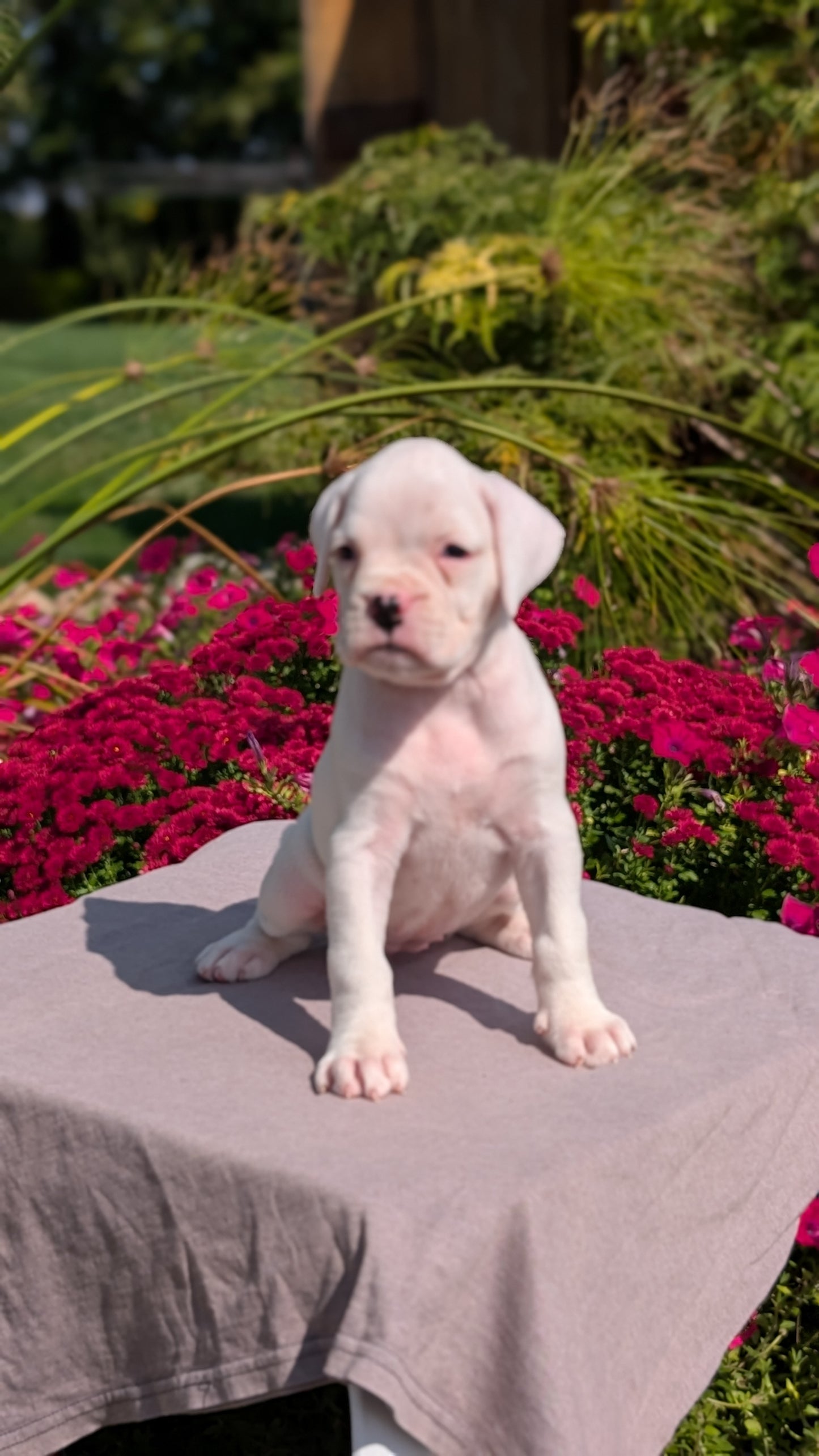 BOXER (08/20) FEMALE