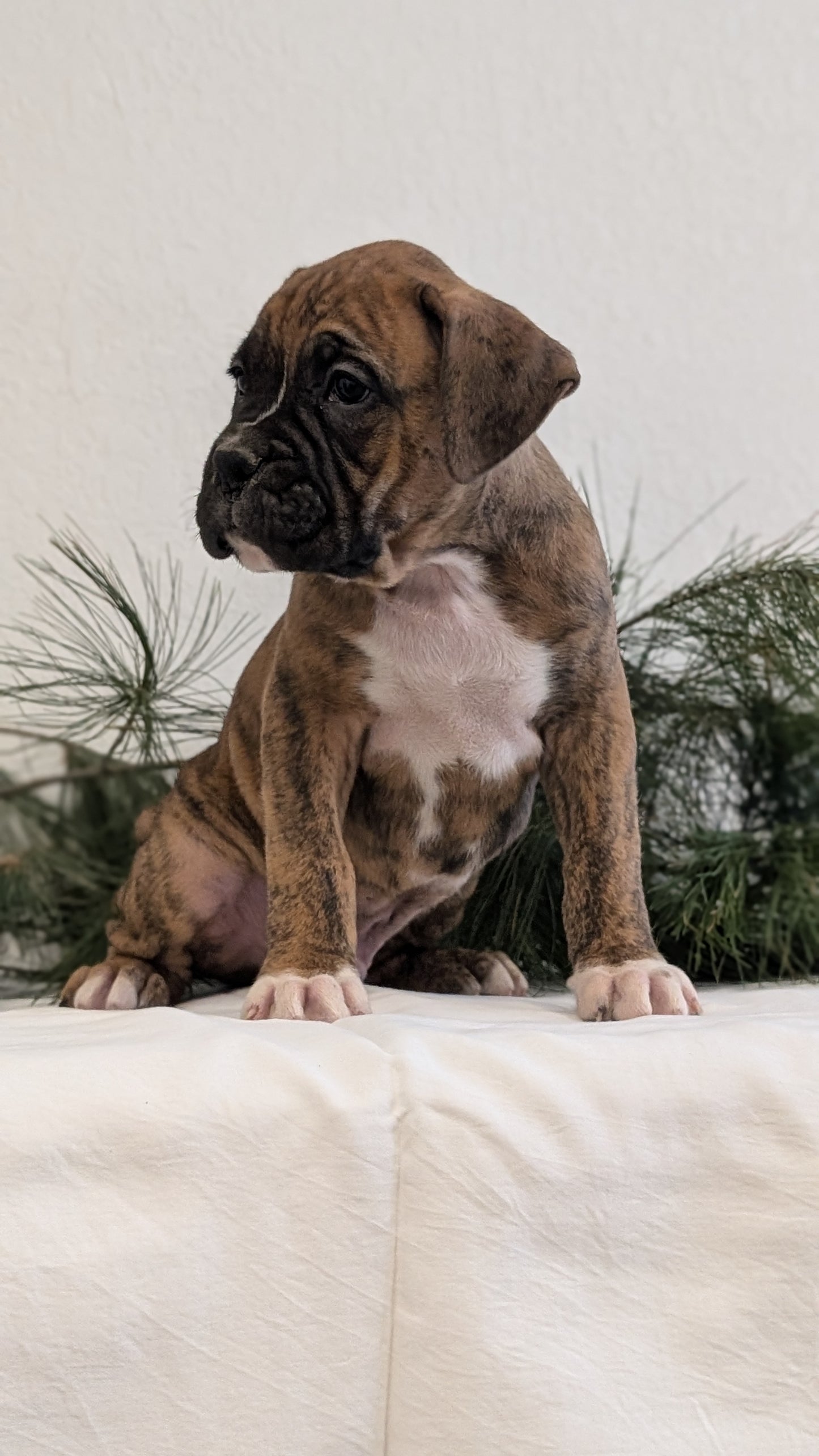 BOXER (DEC 04) MALES