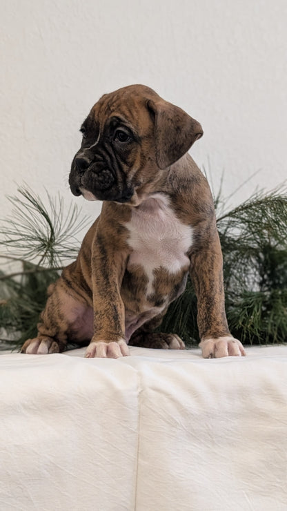 BOXER (DEC 04) MALES