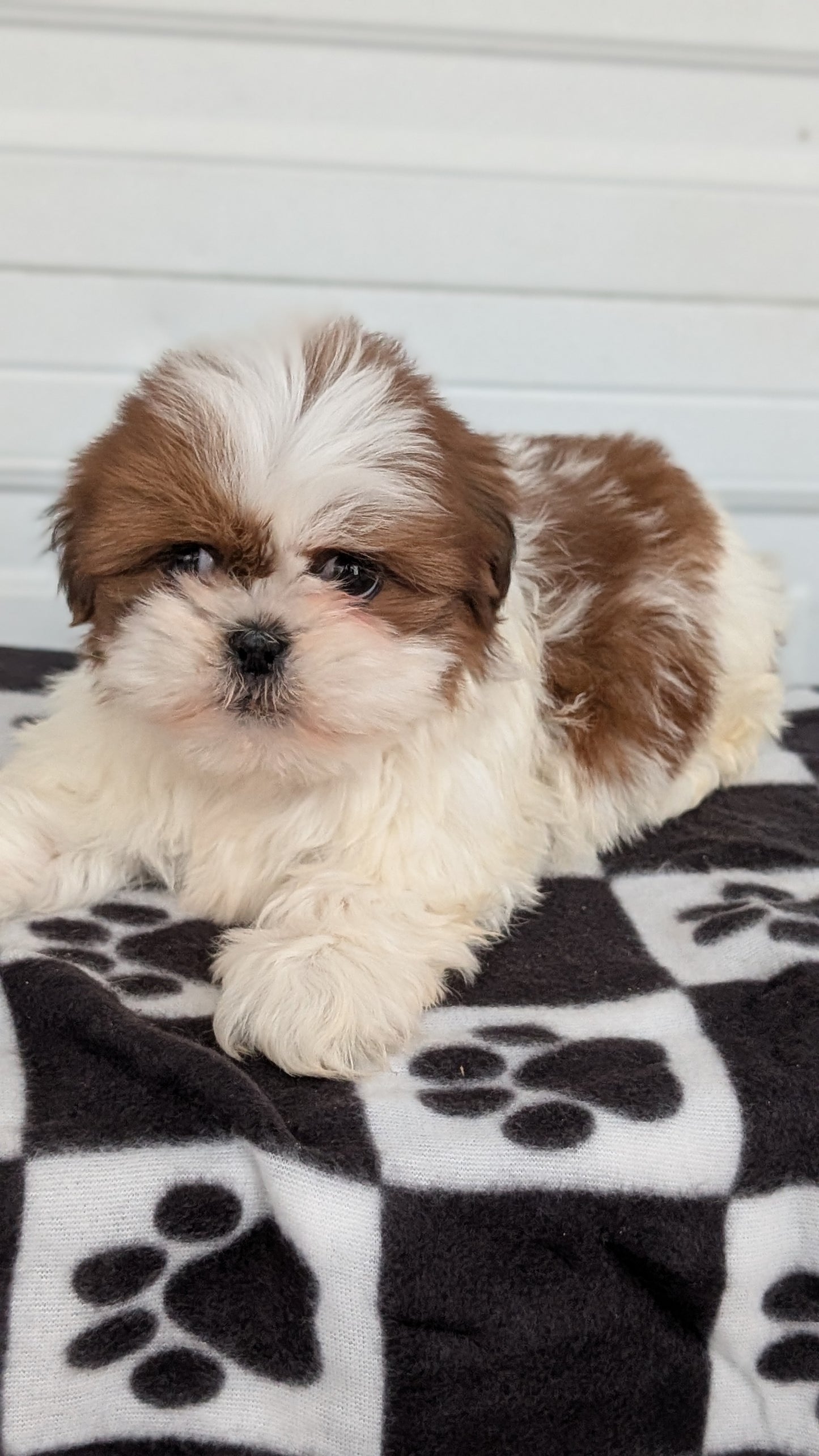 SHIH TZU (NOV 15) MALES
